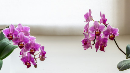 Two branches of striped purple mini orchids Sogo Vivien. Phalaenopsis, Moth Orchid with green leaves on white background. Nature concept for design. Soft close-up focus