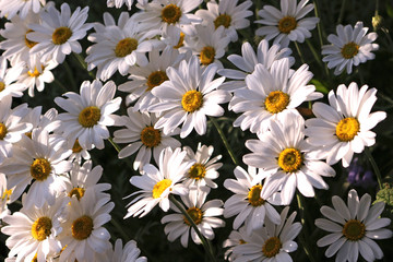Fototapeta premium Leucanthemum × superbum or Shasta Daisy