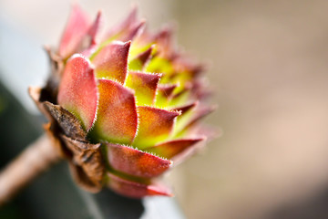 close up image of a houseleek,semprevivum