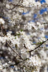 plants in bloom