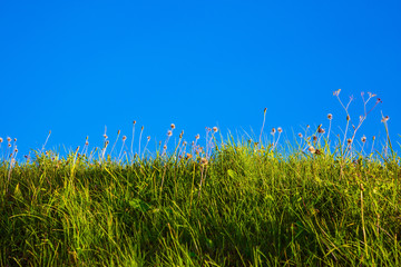 Ravine overgrown with grass