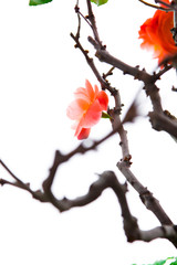 Cold winter, pink longevity plum blossoms