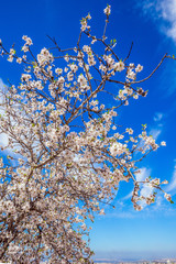 The basis of olive oil production