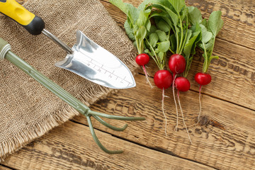 Ripe red radishes with garden tools on sackcloth and wooden boards.