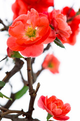 Cold winter, pink longevity plum blossoms