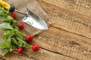 Ripe red radishes with garden tools on sackcloth and wooden boards.