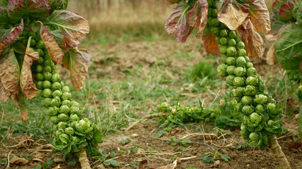 Brussels sprouts plant cabbages Brassica oleracea leaf vegetables bush harvest, winter form...