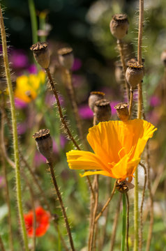 Hornmohn