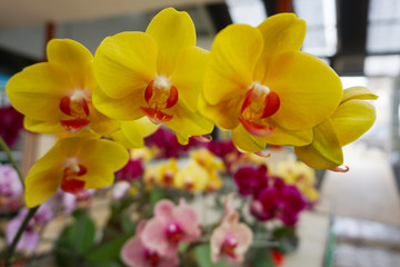 yellow orchid isolated on blur background. Closeup of yellow phalaenopsis orchid