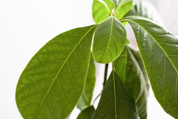 Green leaves of an avocado plant