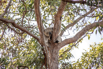 Fototapeta na wymiar süßer Koala in Australien
