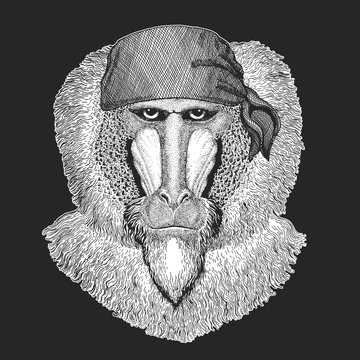 Baboon, monkey, ape. Bandana. Biker, pirate. Head, portrait of animal.