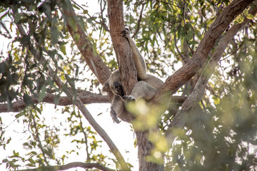 Koala in der freien Natur 