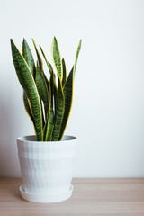 Indoor decorative plant. Sansevieria or snake plant.