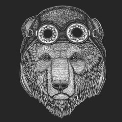 Wild bear. Aviator leather helmet. Portrait of animal for emblem, logo, tee shirt.