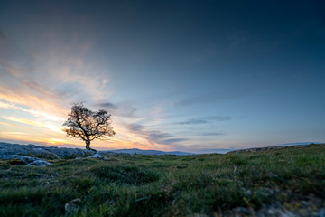 A tree sits on Winskill Stones above settle , North Yorkshire