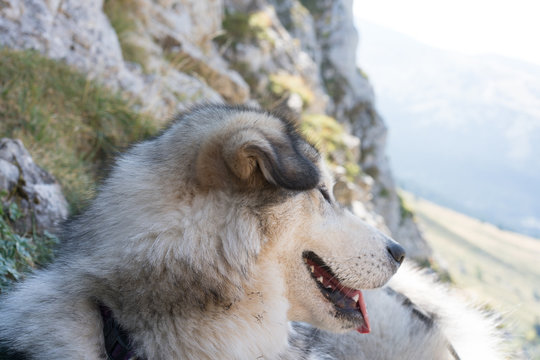 Layka