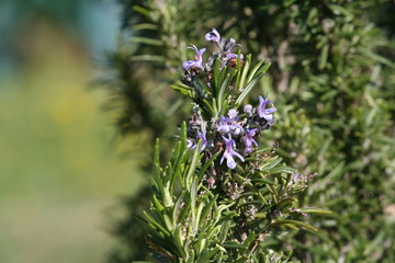 Romarin en fleur