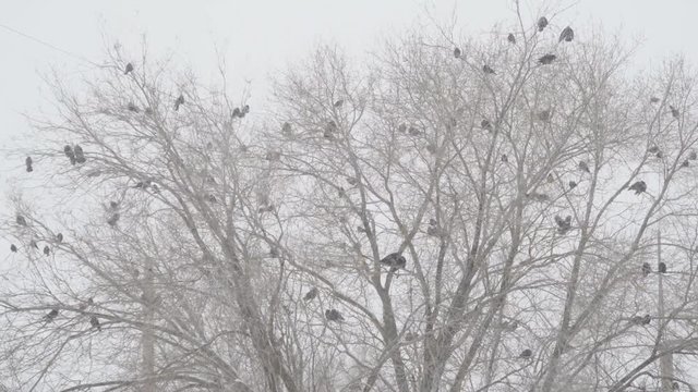 A flock of black birds on a leafless tree during a snowstorm