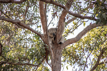 schlafender Koala im Eukalyptus Baum