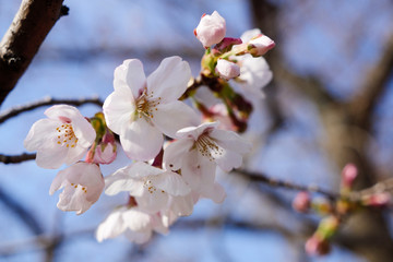 咲き始めた桜