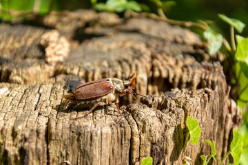 Maikäfer (Melolontha)
