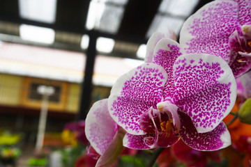 purple orchid isolated on blur background. Closeup of purple phalaenopsis orchid