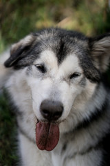 Layka
