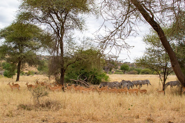 Zebras and Thompson gazelles eating pasture in the yellow savannah of Tarangire National Park, in Tanzania