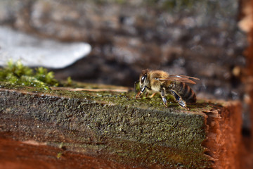Biene in Nahaufnahme beim Trinken, erste Ausflüge im Frühling