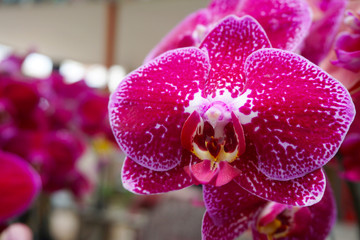 pink orchid isolated on blur background. Closeup of pink phalaenopsis orchid