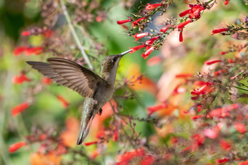 Fototapeta na wymiar A female Ruby Topaz hummingbird feeding on Antigua Heat flowers in sunlight.