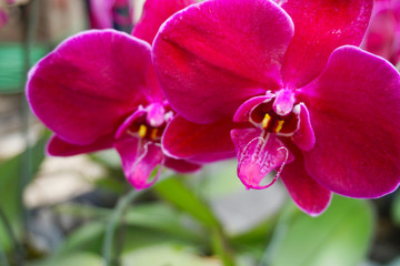 Fototapeta na wymiar pink orchid isolated on blur background. Closeup of pink phalaenopsis orchid
