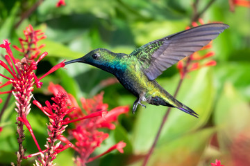 A Black-throated Mango hummingbird feeding on red tubular flowers with a lush green background in a tropical garden.