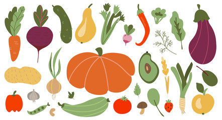 big set of colorful hand drawn fresh delicious vegetables isolated on white background.