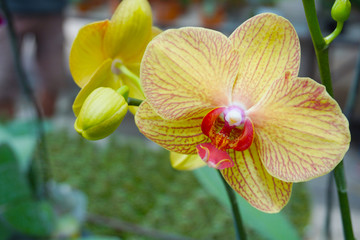 yellow orchid isolated on blur background. Closeup of yellow phalaenopsis orchid. Phalaenopsis yellow red stripe hybrid