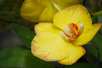 yellow orchid isolated on blur background. Closeup of yellow phalaenopsis orchid