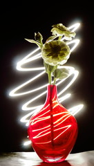 White flower in a red glass vase with black background and light painting 