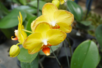 yellow orchid isolated on blur background. Closeup of yellow phalaenopsis orchid