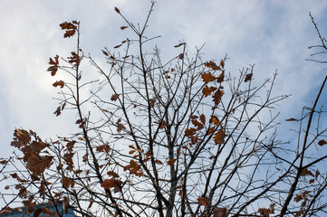 branches of a tree