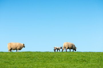 Deutschland, Niedersachsen, Ostfriesland, Emden, Schafe weiden auf dem Seedeich.