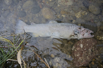 dead trout in the river
