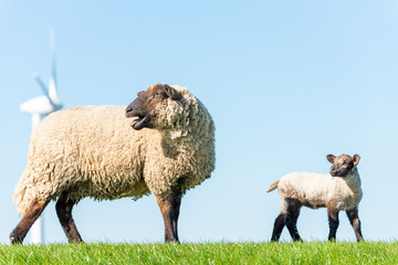 Deutschland, Niedersachsen, Ostfriesland, Emden, Schafe weiden auf dem Seedeich.