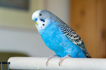 Wellensittich (Melopsittacus undulatus).