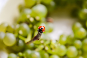 ladybug crawling on a green blade of grass.Red ladybug on a green leaf in the garden