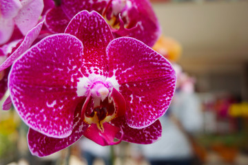 pink orchid isolated on blur background. Closeup of pink phalaenopsis orchid