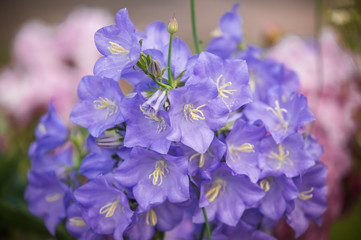 Purple flower on a pastel background