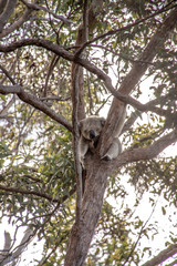 wilder Koala auf Magnetic Island