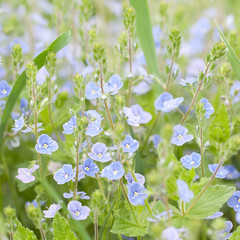veronica flowers blooming on a summer field