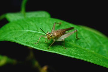 The small green grasshopper is looking for food on the back of the leaf in the garden.
